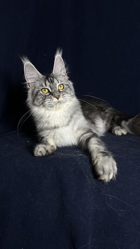 Queen Tesla Akbars - Junior maine-coon 9 months 1 week