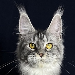 Queen Tesla Akbars