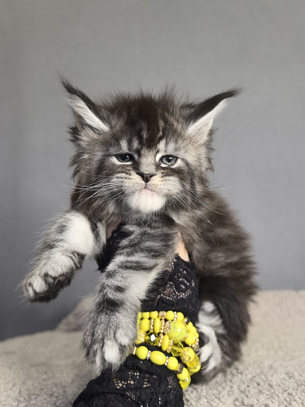 Queen Tesla Akbars - Kitten maine-coon 3 weeks