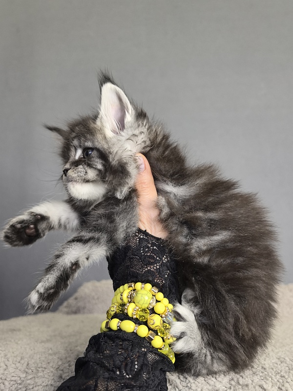 Queen Tesla Akbars - Kitten maine-coon 3 weeks