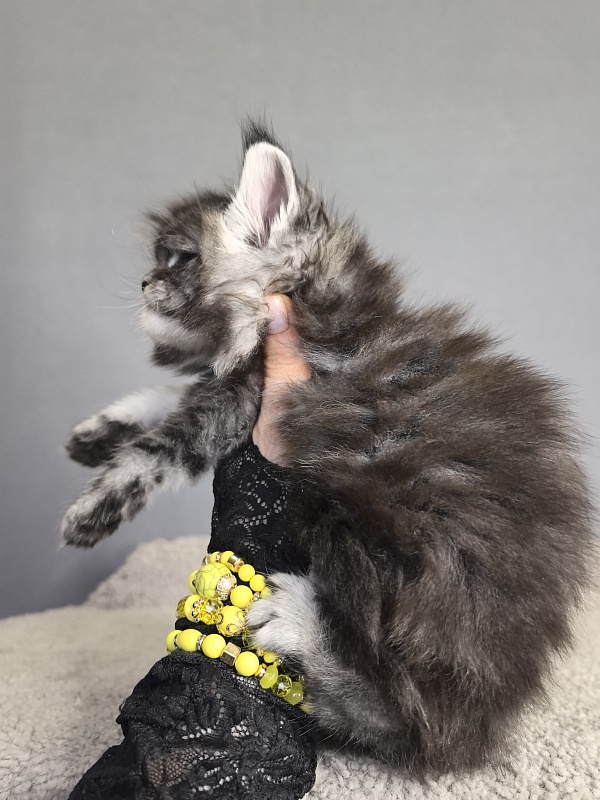 Queen Tesla Akbars - Kitten maine-coon 3 weeks