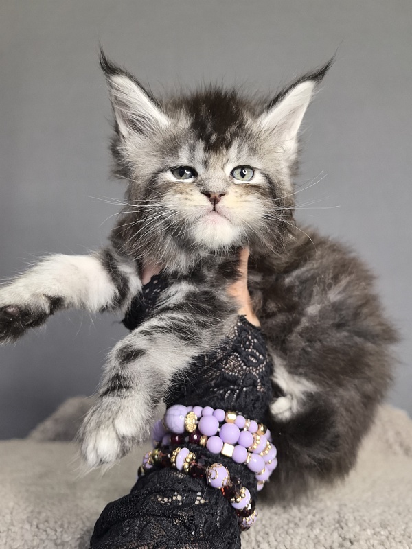 Queen Mimi Akbars - Kitten maine-coon 3 weeks
