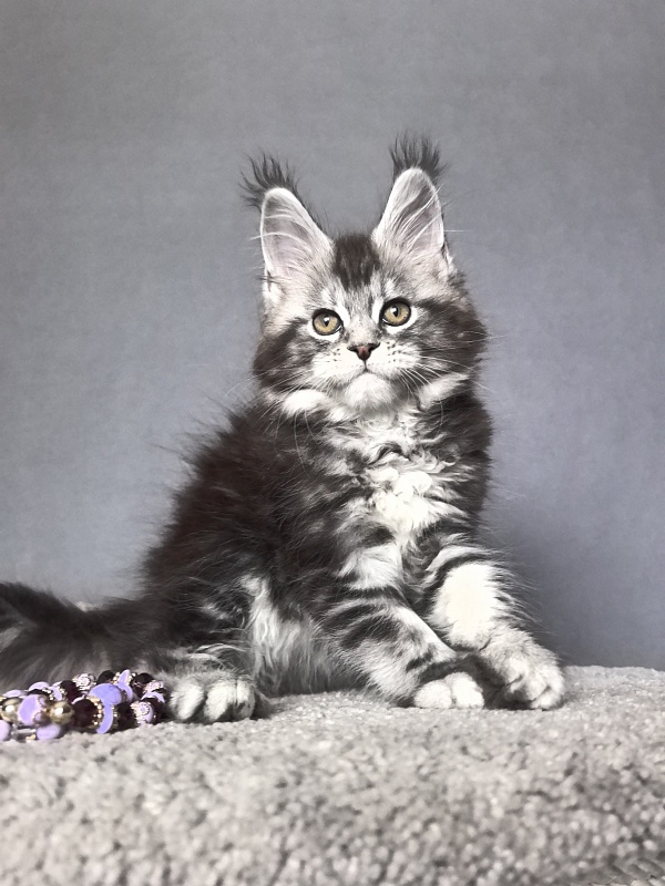 Queen Mimi Akbars - Kitten maine-coon 2 months 1 week