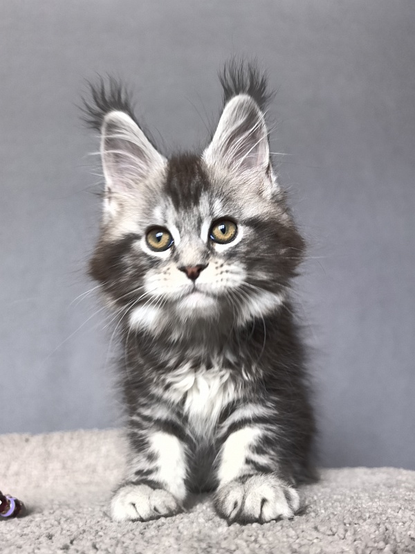 Queen Mimi Akbars - Kitten maine-coon 2 months 1 week