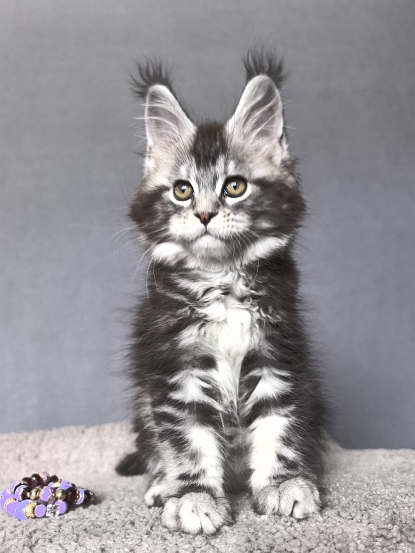 Queen Mimi Akbars - Kitten maine-coon 2 months 1 week