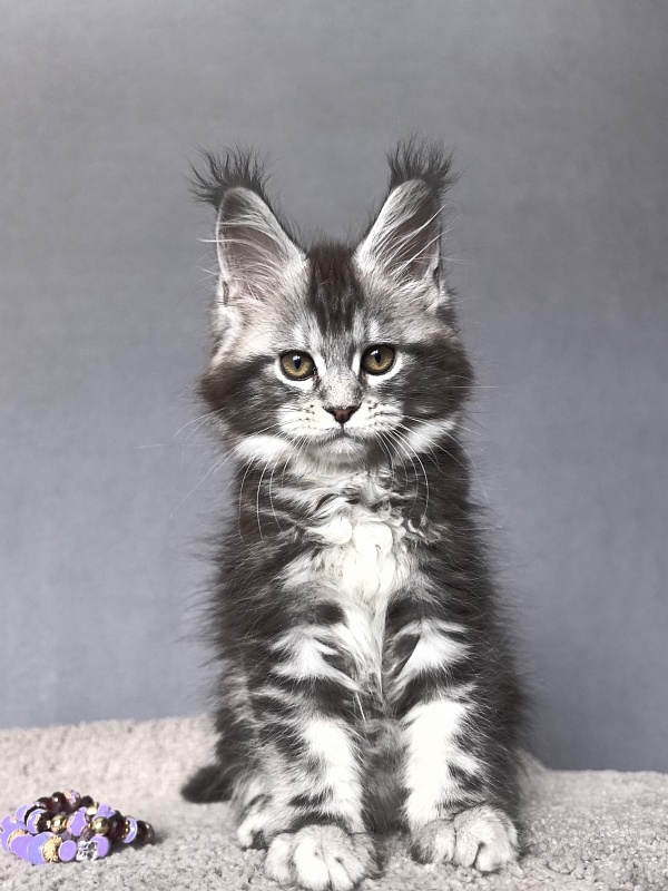 Queen Mimi Akbars - Kitten maine-coon 2 months 1 week