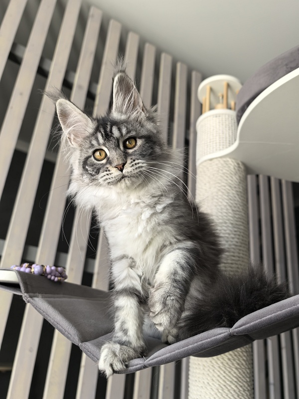 Queen Mimi Akbars - Kitten maine-coon 3 months 1.5 week