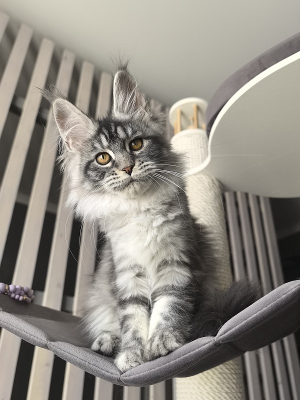 Queen Mimi Akbars - Kitten maine-coon 3 months 1.5 week