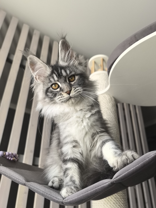 Queen Mimi Akbars - Kitten maine-coon 3 months 1.5 week
