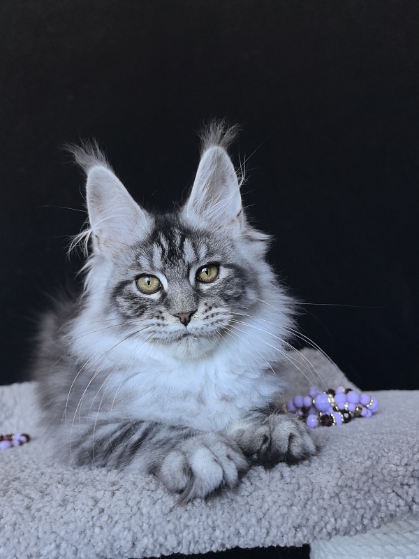Queen Mimi Akbars - Kitten maine-coon 3 months 2 weeks