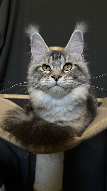 Queen Mimi Akbars - Kitten maine-coon 6 months 1 week