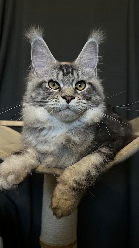 Queen Mimi Akbars - Kitten maine-coon 6 months 1 week
