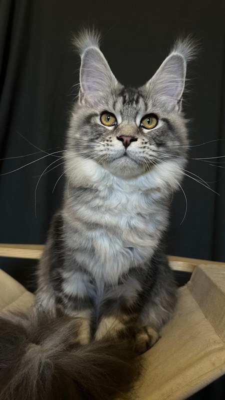 Queen Mimi Akbars - Kitten maine-coon 6 months 1 week