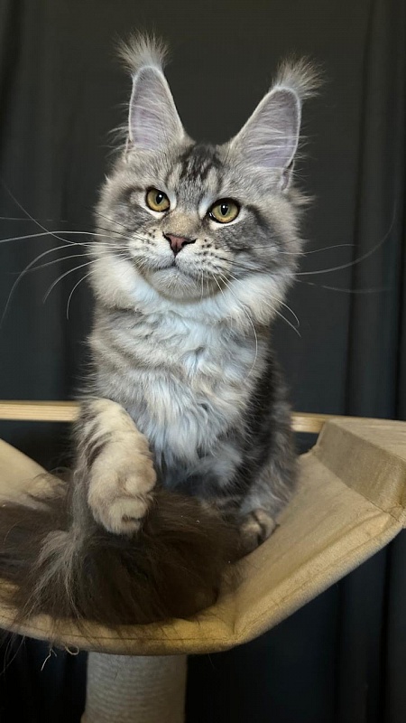 Queen Mimi Akbars - Kitten maine-coon 6 months 1 week