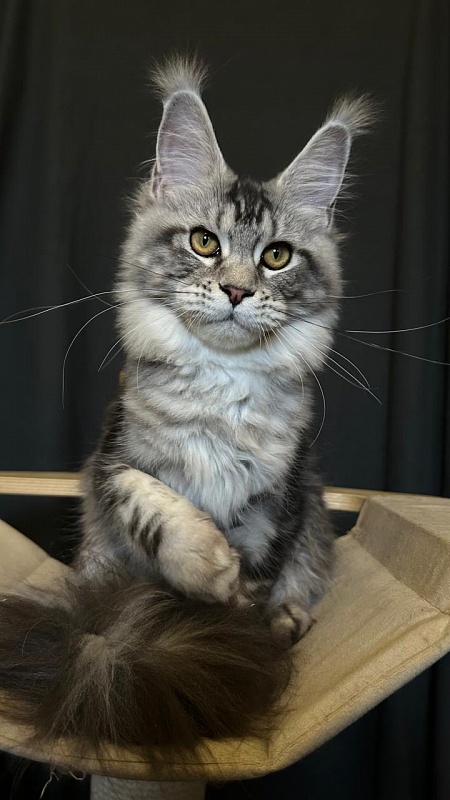 Queen Mimi Akbars - Kitten maine-coon 6 months 1 week