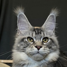 Queen Mimi Akbars