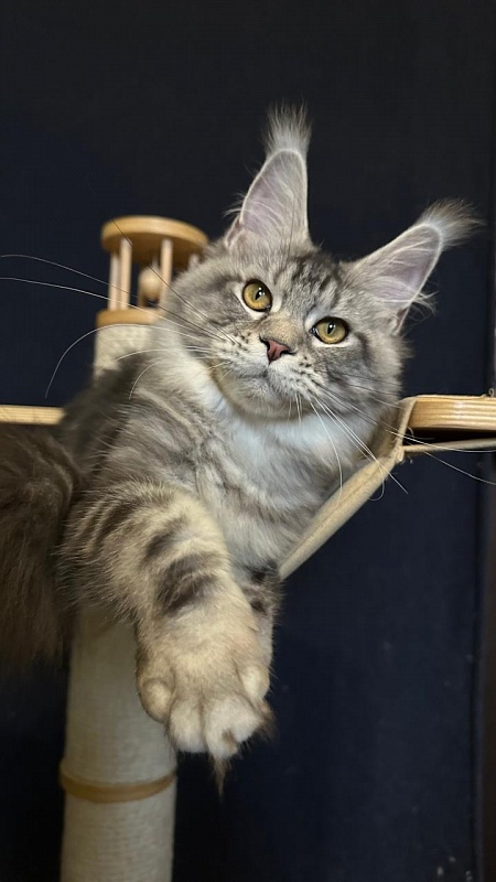 Queen Mimi Akbars - Kitten maine-coon 6 months 2 weeks