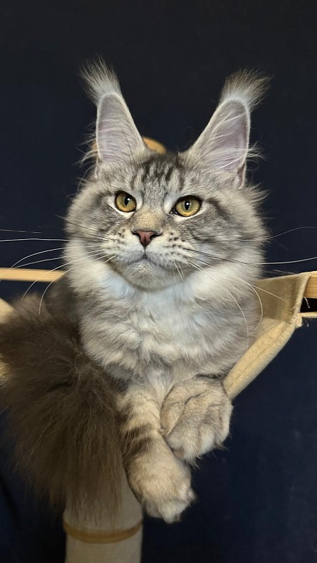 Queen Mimi Akbars - Kitten maine-coon 6 months 2 weeks