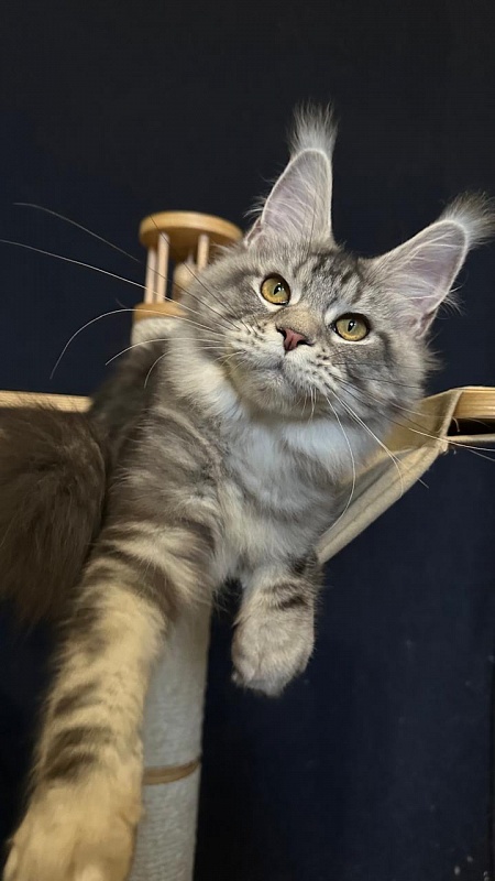 Queen Mimi Akbars - Kitten maine-coon 6 months 2 weeks