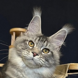 Queen Mimi Akbars