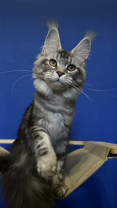 Queen Mimi Akbars - Junior maine-coon 7 months 0.5 weeks