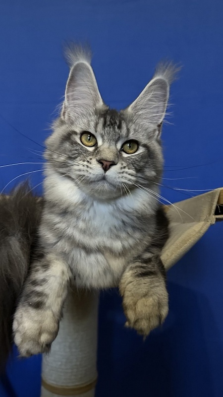Queen Mimi Akbars - Junior maine-coon 7 months 0.5 weeks