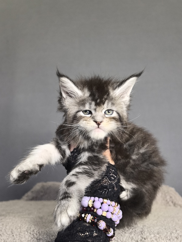 Queen Mimi Akbars - Kitten maine-coon 3 weeks