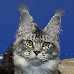 Queen Mimi Akbars