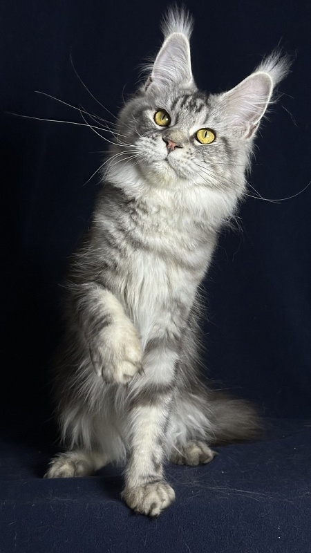 Queen Mimi Akbars - Junior maine-coon 9 months 1 week