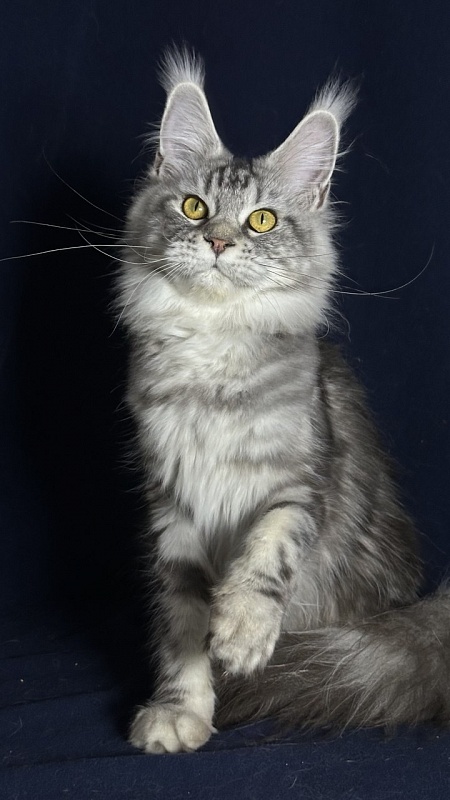 Queen Mimi Akbars - Junior maine-coon 9 months 1 week