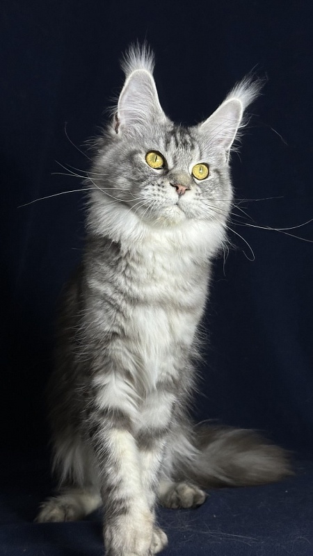 Queen Mimi Akbars - Junior maine-coon 9 months 1 week