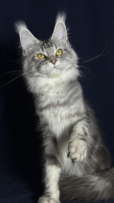 Queen Mimi Akbars - Junior maine-coon 9 months 1 week
