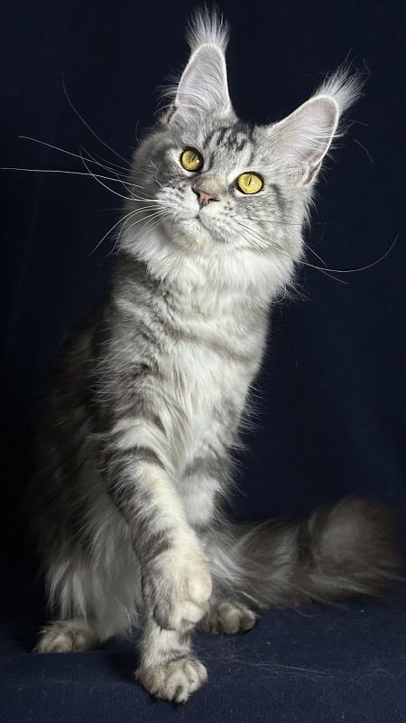 Queen Mimi Akbars - Junior maine-coon 9 months 1 week
