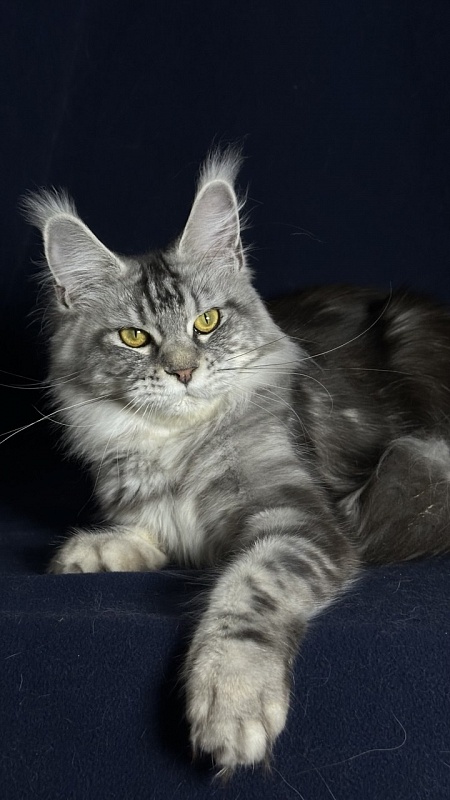 Queen Mimi Akbars - Junior maine-coon 9 months 1 week