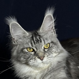 Queen Mimi Akbars