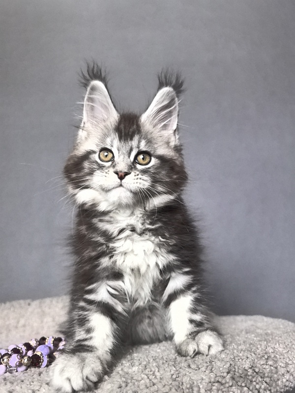 Queen Mimi Akbars - Kitten maine-coon 2 months 1 week