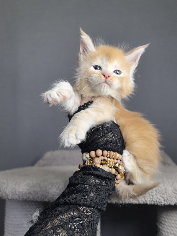 Prokhor Akbars - Kitten maine-coon 3 weeks