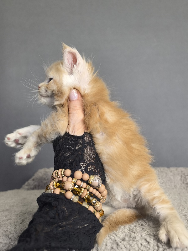 Prokhor Akbars - Kitten maine-coon 3 weeks