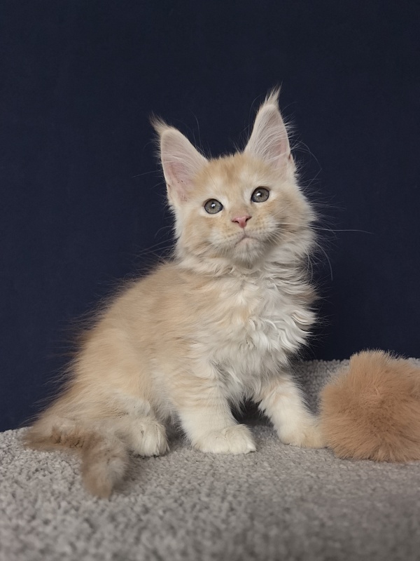 Prokhor Akbars - Kitten maine-coon 2 months