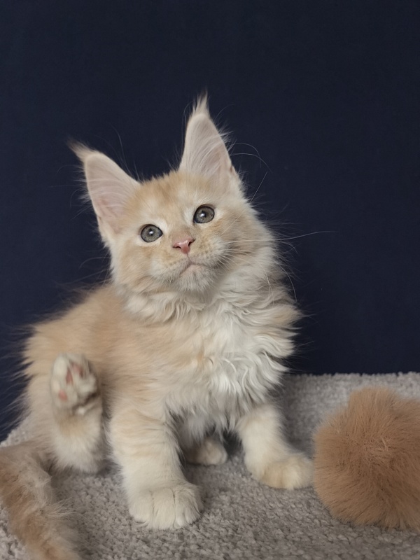 Prokhor Akbars - Kitten maine-coon 2 months
