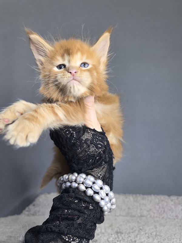 Porsche Akbars - Kitten maine-coon 3 weeks