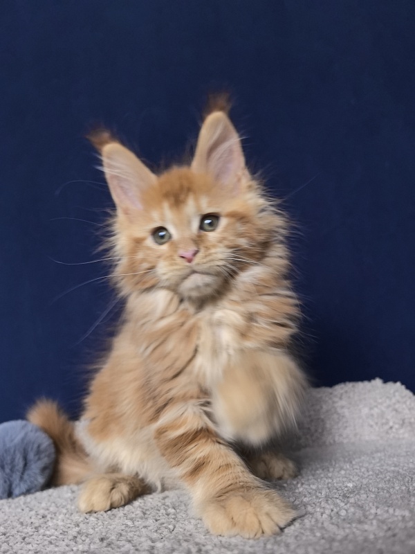 Porsche Akbars - Kitten maine-coon 2 months