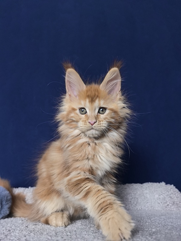 Porsche Akbars - Kitten maine-coon 2 months