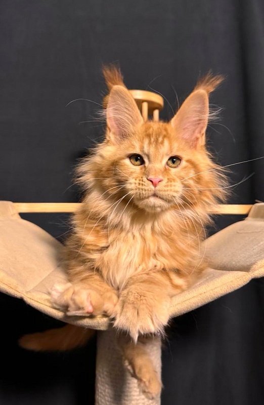 Porsche Akbars - Kitten maine-coon 2 months 3.5 weeks