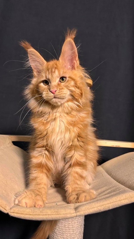 Porsche Akbars - Kitten maine-coon 2 months 3.5 weeks