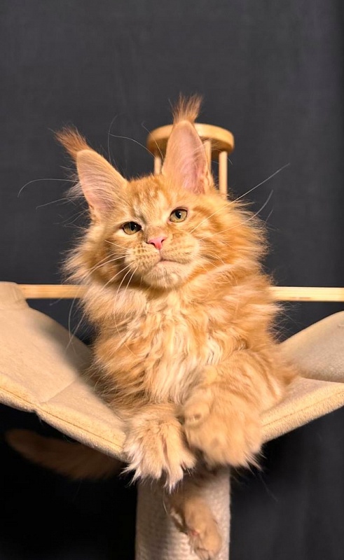 Porsche Akbars - Kitten maine-coon 2 months 3.5 weeks