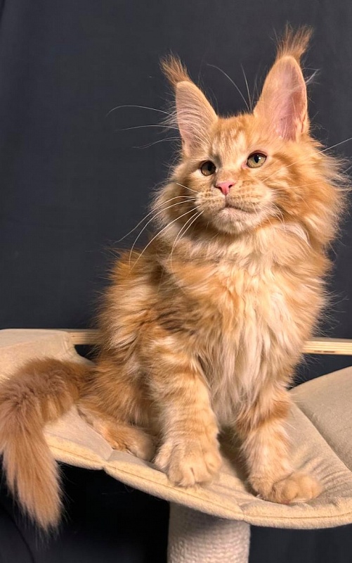 Porsche Akbars - Kitten maine-coon 2 months 3.5 weeks