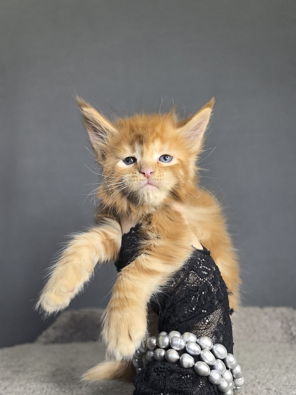 Porsche Akbars - Kitten maine-coon 3 weeks