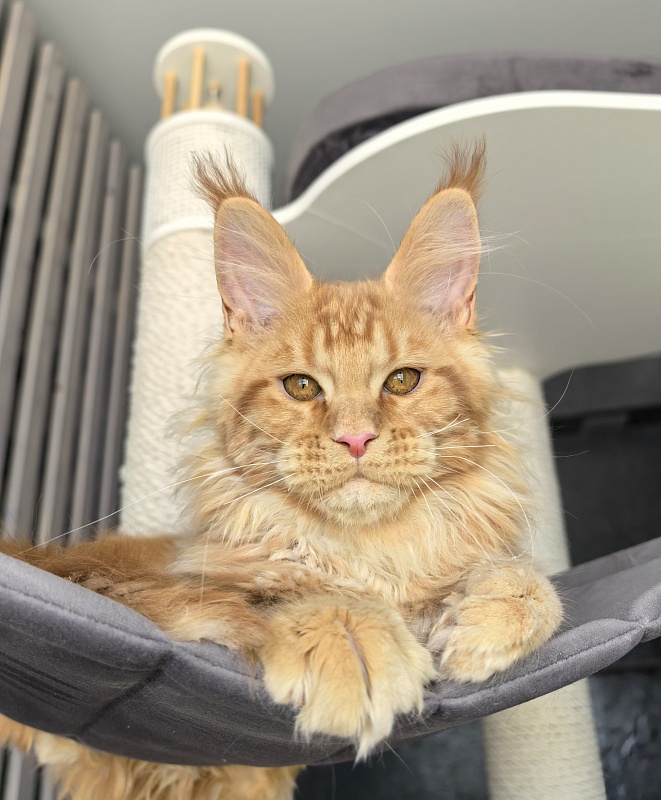 Porsche Akbars - Kitten maine-coon 3 months 1.5 week