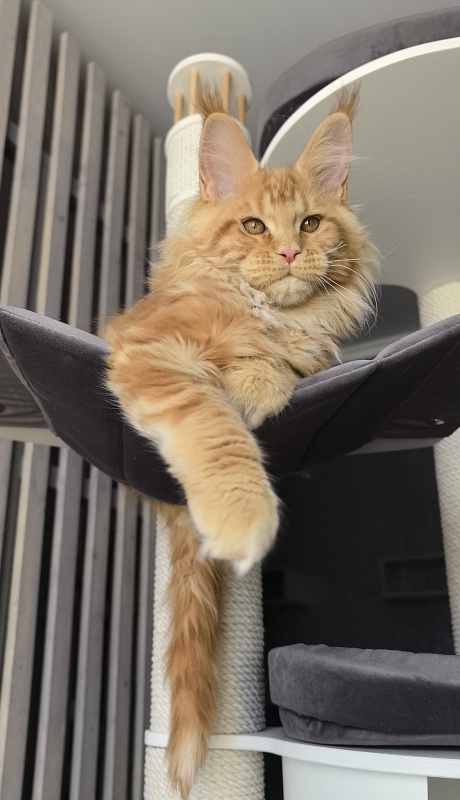 Porsche Akbars - Kitten maine-coon 3 months 1.5 week